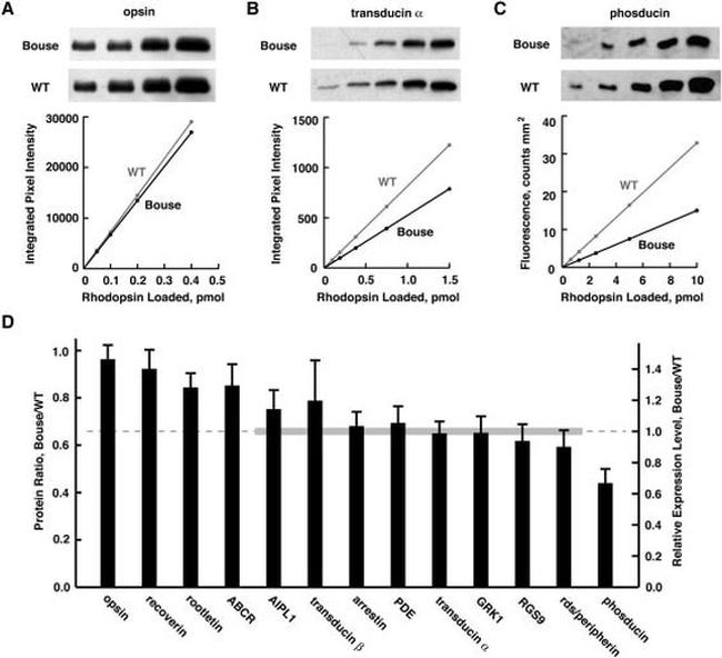 Rhodopsin Antibody in Western Blot (WB)