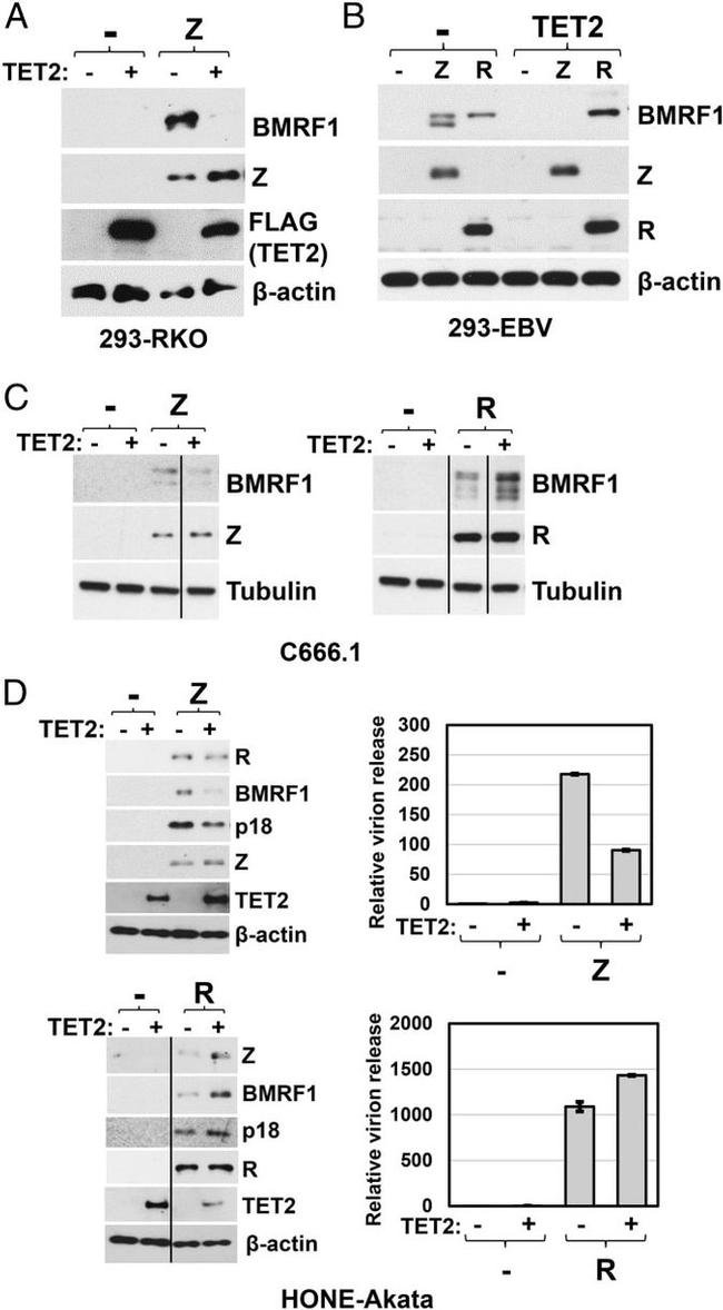 Epstein Barr Virus p18 Antibody in Western Blot (WB)