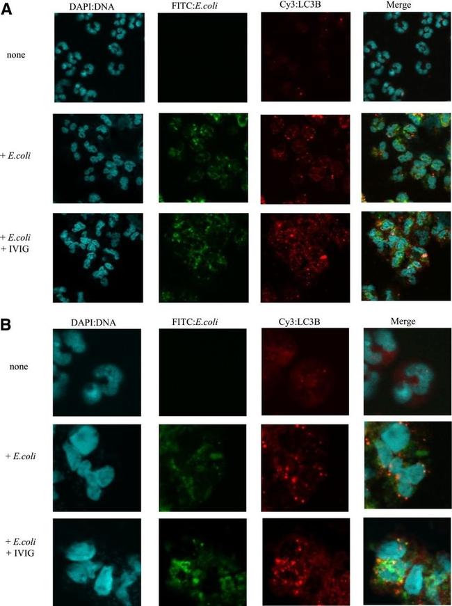 E. coli serotype O/K Antibody in Immunocytochemistry (ICC/IF)