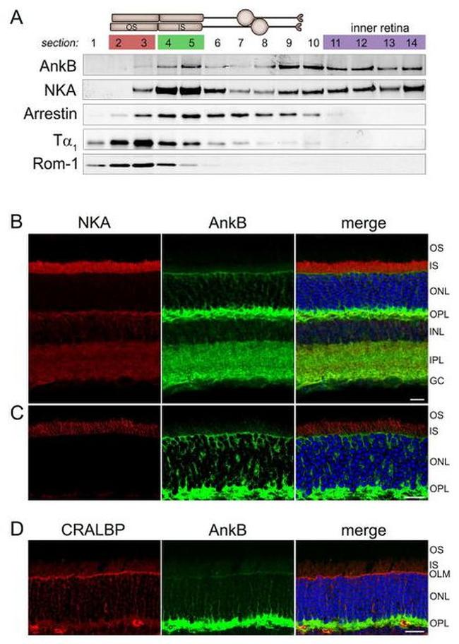 S-arrestin Antibody in Western Blot (WB)