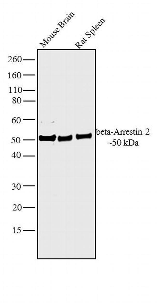 beta-Arrestin 2 Antibody in Western Blot (WB)