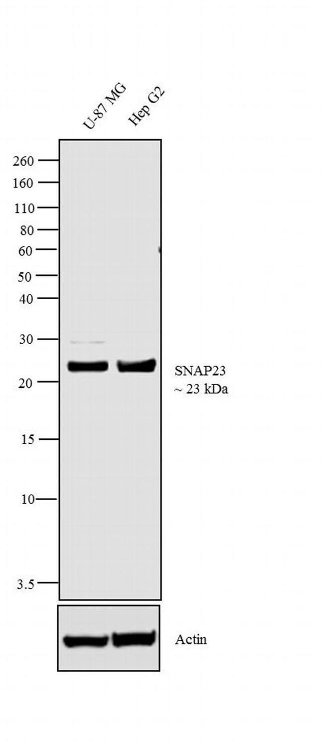 SNAP23 Antibody in Western Blot (WB)