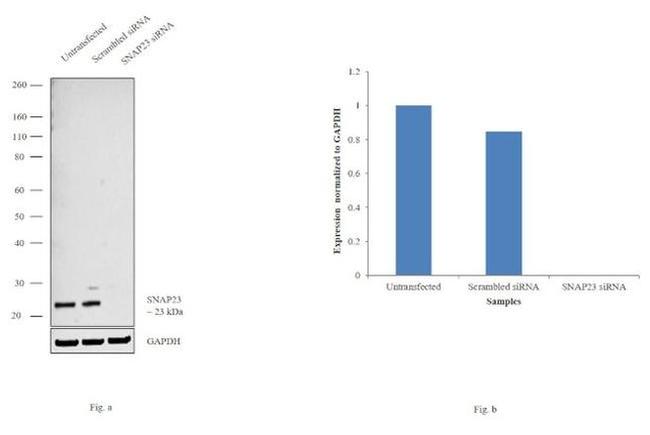 SNAP23 Antibody in Western Blot (WB)