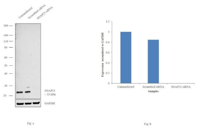 SNAP23 Antibody