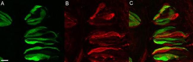 SNAP25 Antibody in Immunohistochemistry (IHC)