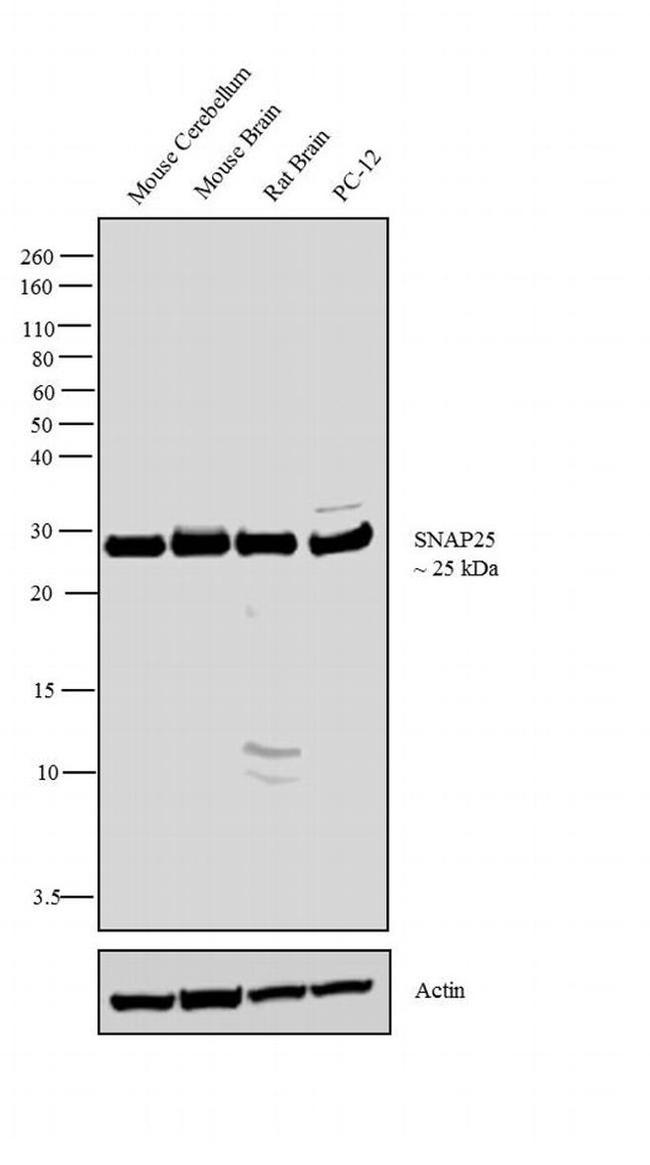 SNAP25 Antibody in Western Blot (WB)