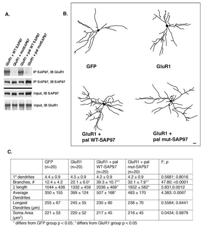 SAP97 Antibody in Western Blot (WB)