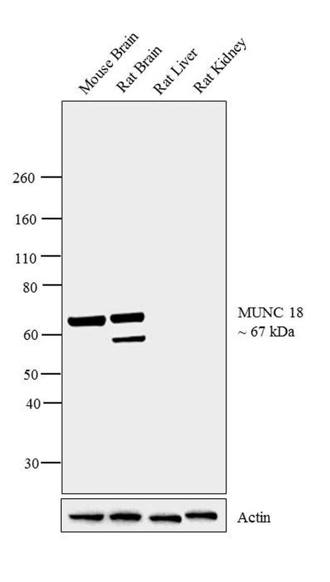 MUNC18 Antibody in Western Blot (WB)