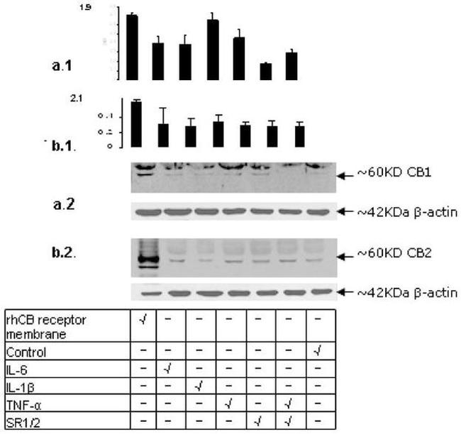 CNR2 Antibody in Western Blot (WB)