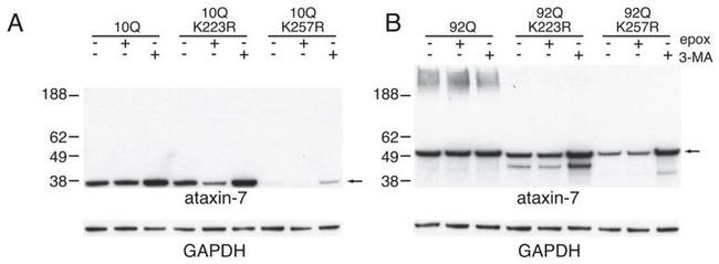 Ataxin 7 Antibody in Western Blot (WB)