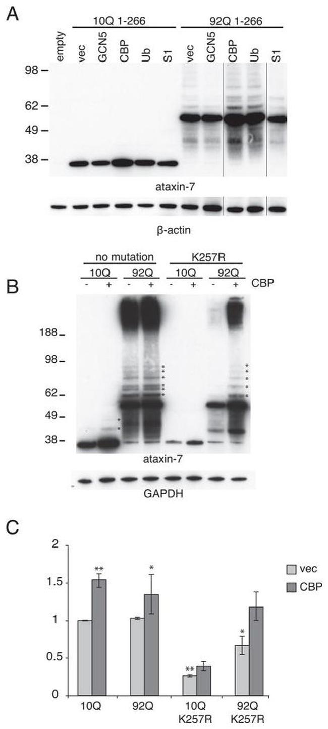 Ataxin 7 Antibody in Western Blot (WB)