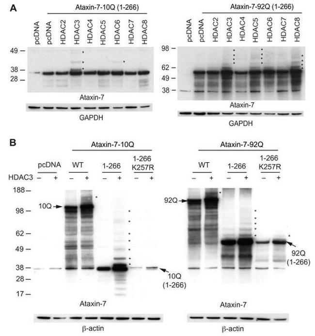 Ataxin 7 Antibody in Western Blot (WB)