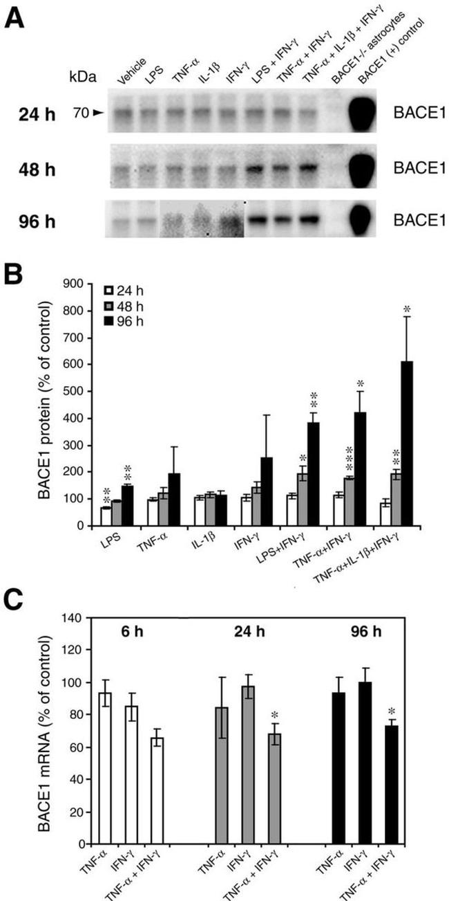 BACE1 Antibody in Western Blot (WB)