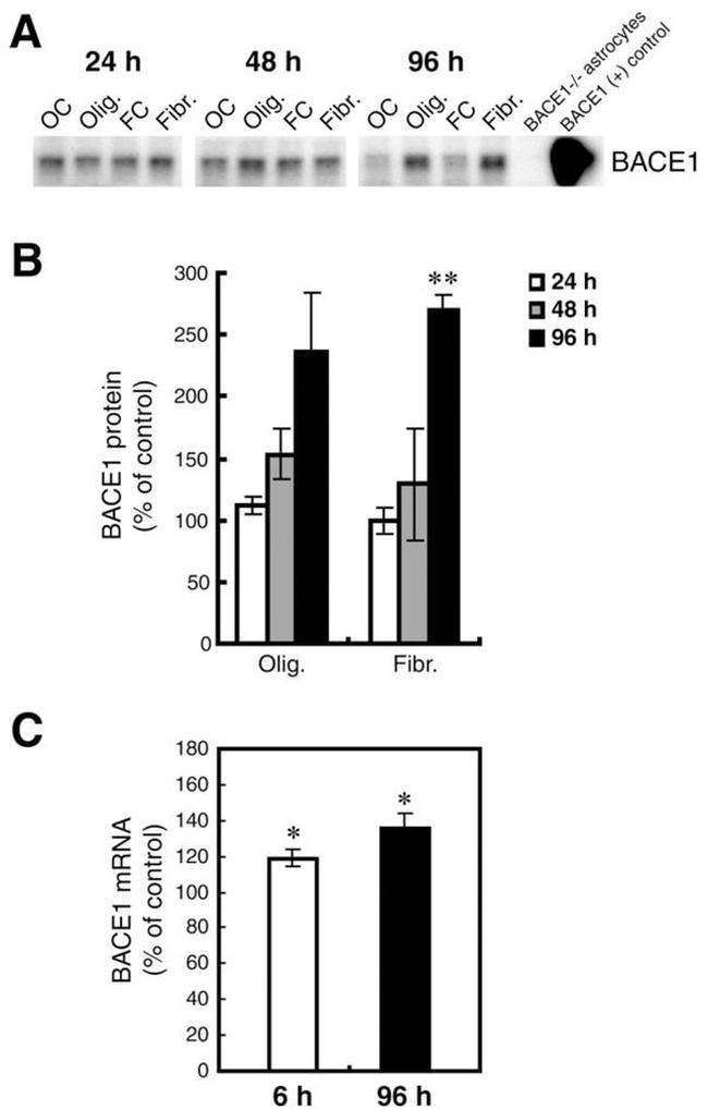 BACE1 Antibody in Western Blot (WB)