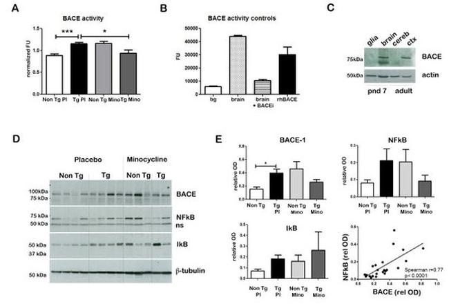 BACE1 Antibody in Western Blot (WB)