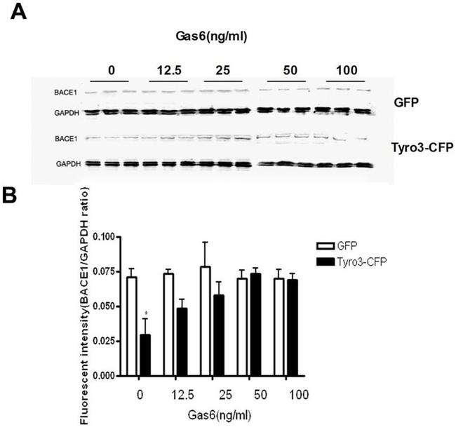 BACE1 Antibody in Western Blot (WB)