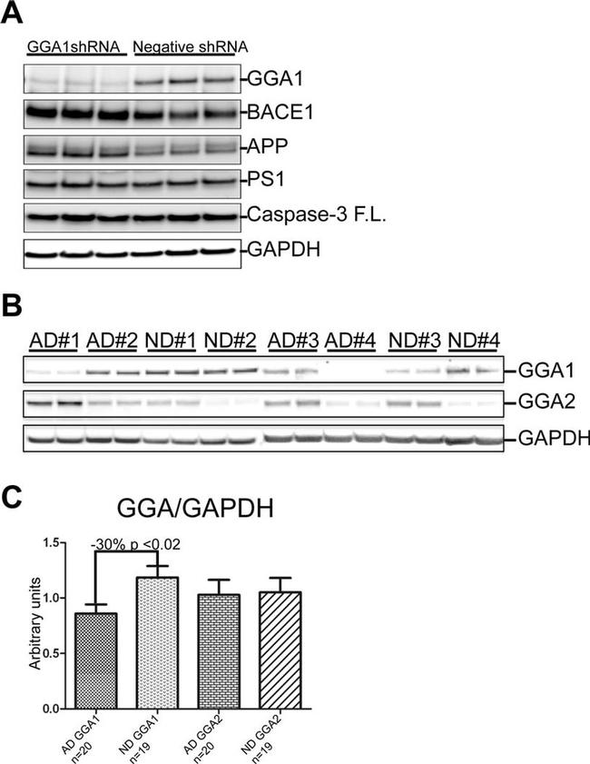 BACE1 Antibody in Western Blot (WB)