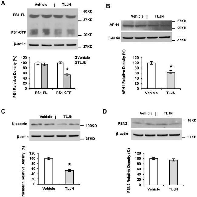 Nicastrin Antibody in Western Blot (WB)