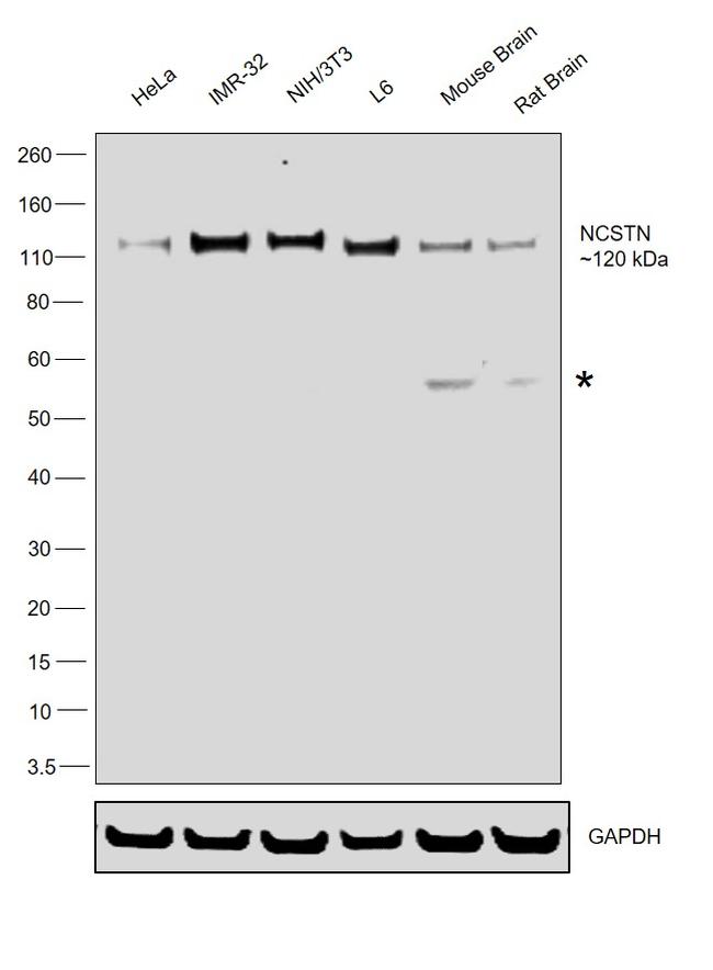 Nicastrin Antibody in Western Blot (WB)