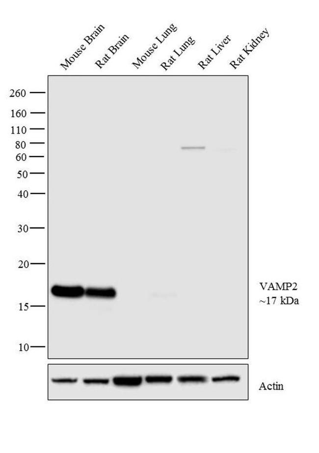 VAMP2 Antibody in Western Blot (WB)