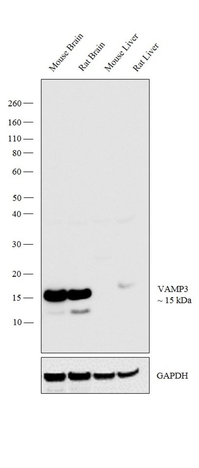 VAMP3 Antibody in Western Blot (WB)