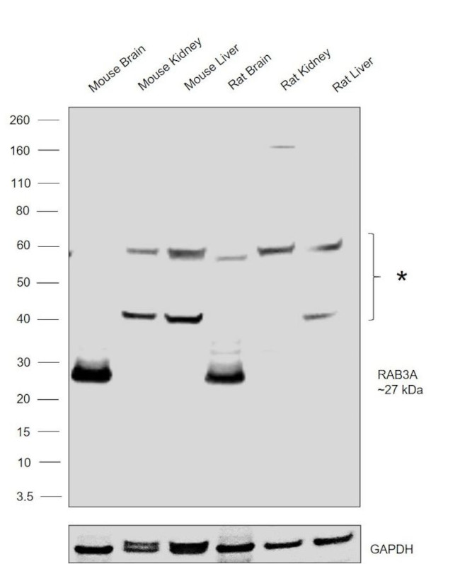 RAB3A Antibody