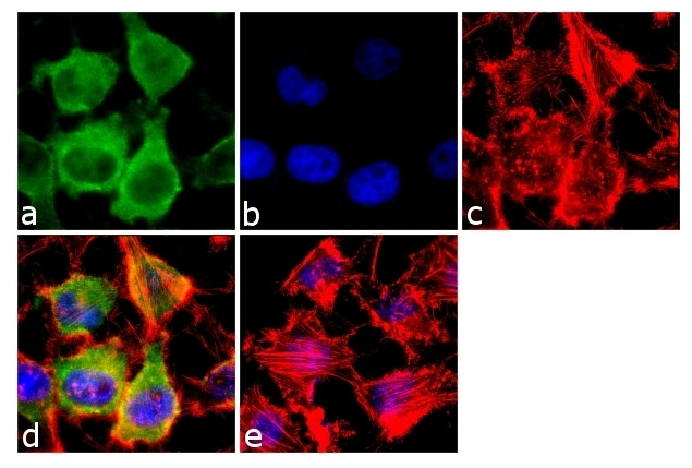 RAB3A Antibody in Immunocytochemistry (ICC/IF)