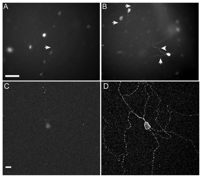 Opsin 4 Antibody in Immunohistochemistry (IHC)