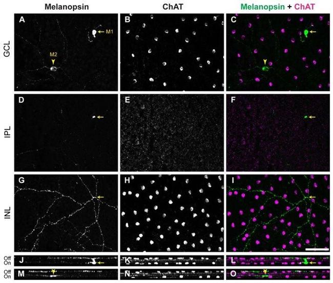 Opsin 4 Antibody in Immunohistochemistry (IHC)