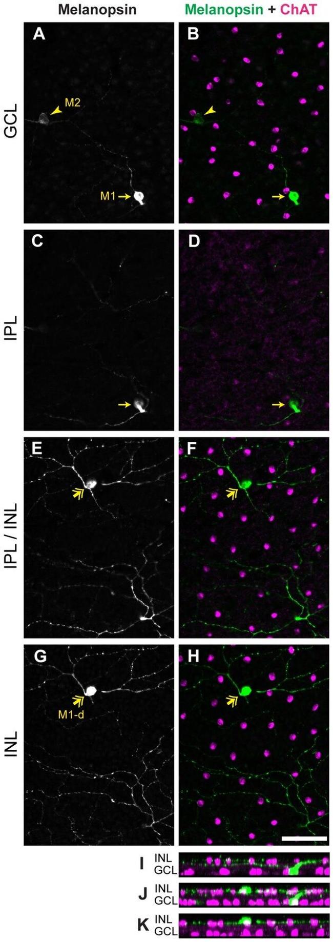 Opsin 4 Antibody in Immunohistochemistry (IHC)