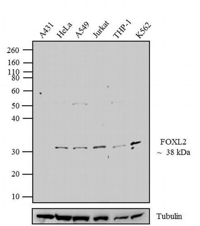 FOXL2 Antibody in Western Blot (WB)