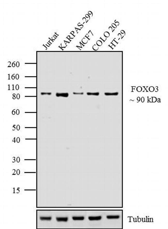 FOXO3A Antibody in Western Blot (WB)