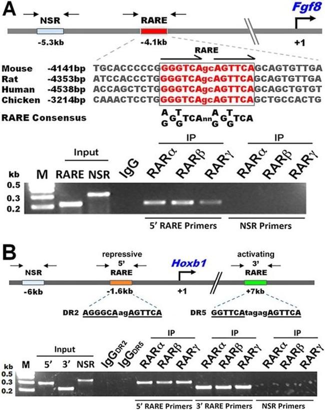 RARB Antibody in ChIP Assay (ChIP)