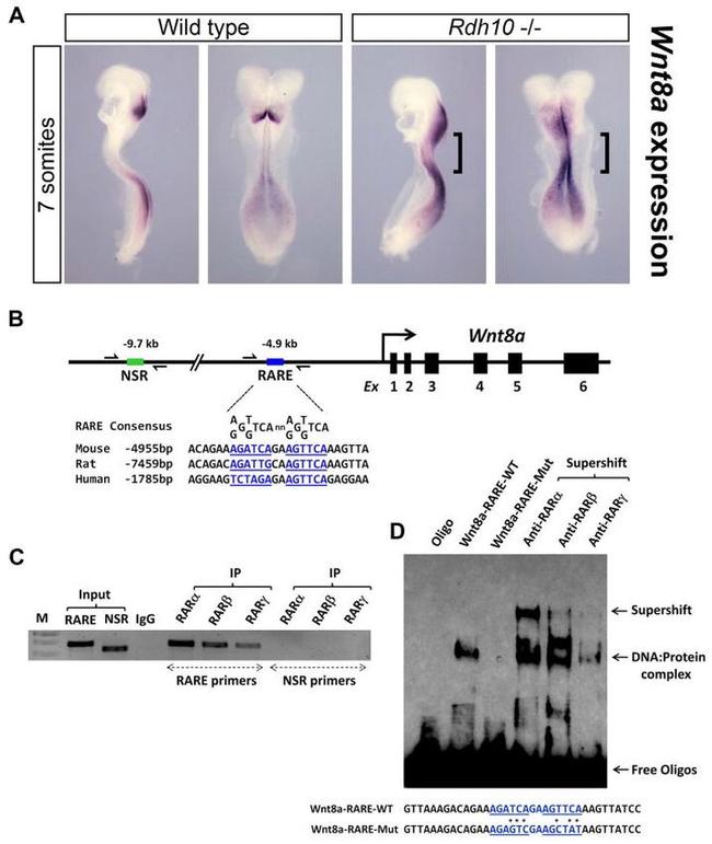 RARB Antibody in Gel Shift (GS)