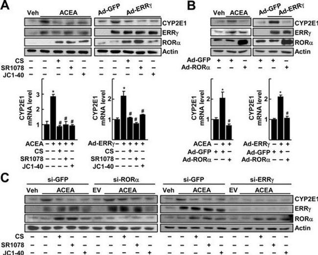 RORA Antibody in Western Blot (WB)