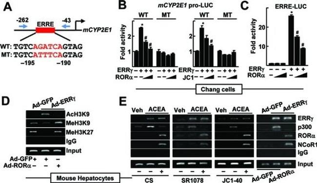 RORA Antibody in ChIP Assay (ChIP)