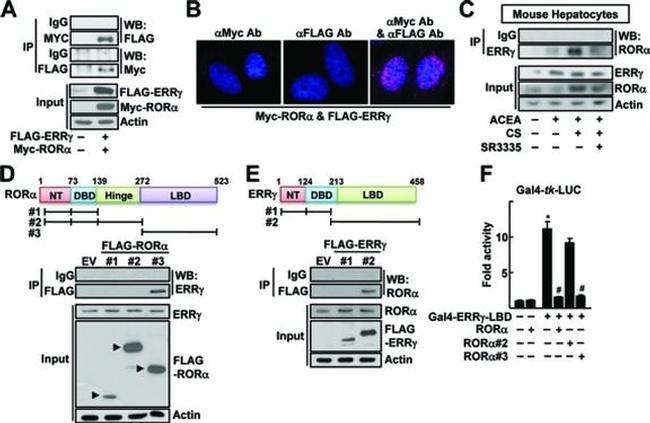 RORA Antibody in Western Blot (WB)