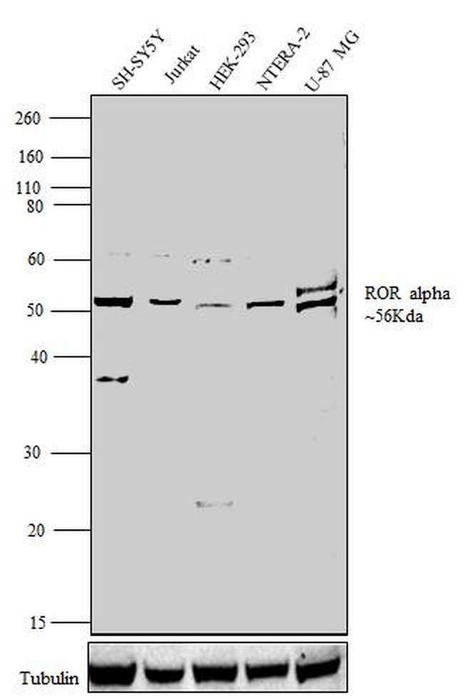 RORA Antibody in Western Blot (WB)