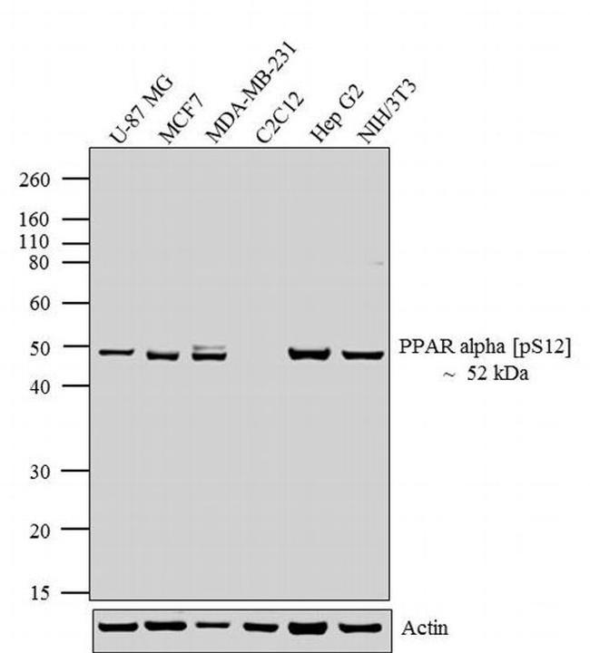 Phospho-PPAR alpha (Ser12) Antibody in Western Blot (WB)