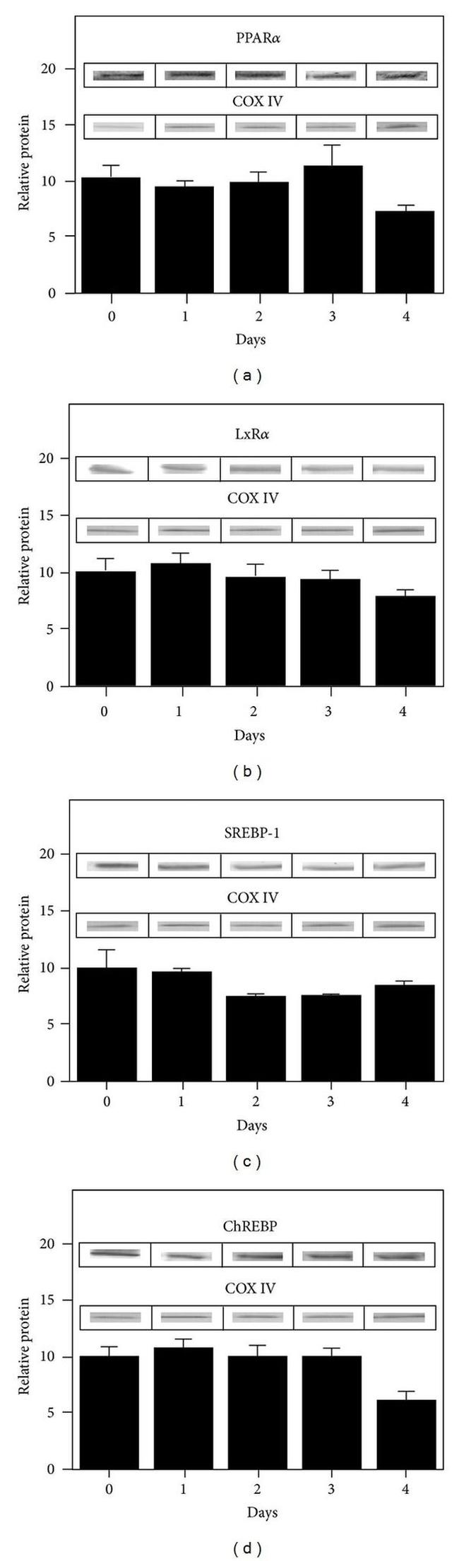 PPAR alpha Antibody in Western Blot (WB)