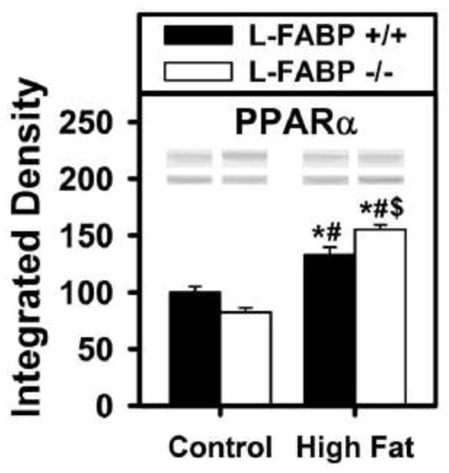 PPAR alpha Antibody in Western Blot (WB)