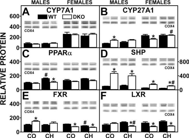 PPAR alpha Antibody in Western Blot (WB)