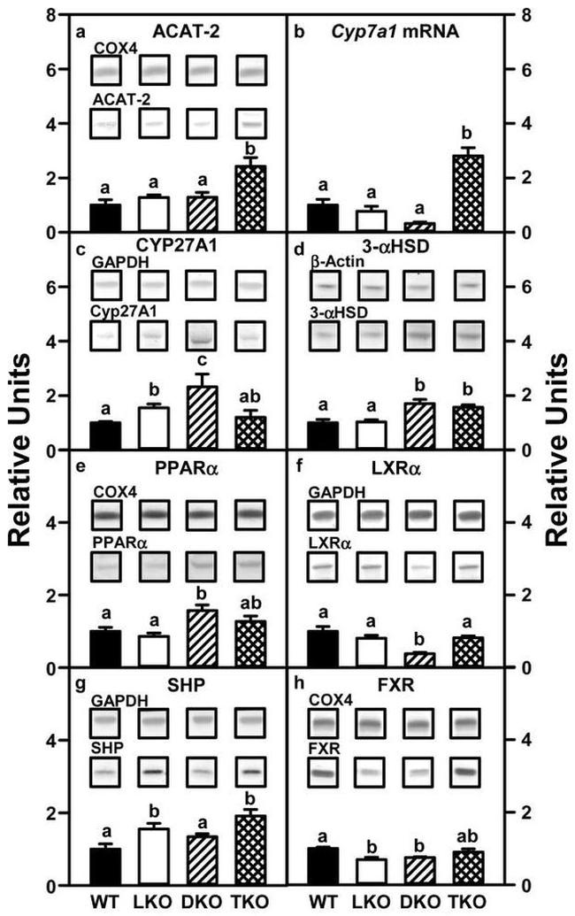 PPAR alpha Antibody in Western Blot (WB)