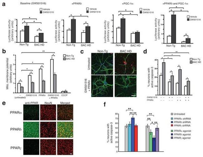 PPAR gamma Antibody in Immunohistochemistry (IHC)