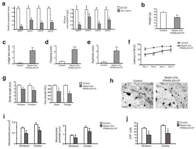 PPAR delta Antibody in ChIP Assay (ChIP)