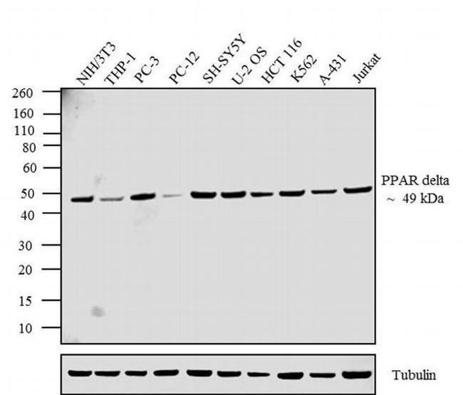 PPAR delta Antibody in Western Blot (WB)