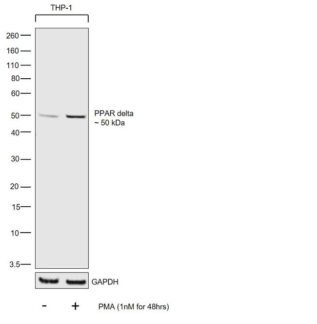 PPAR delta Antibody