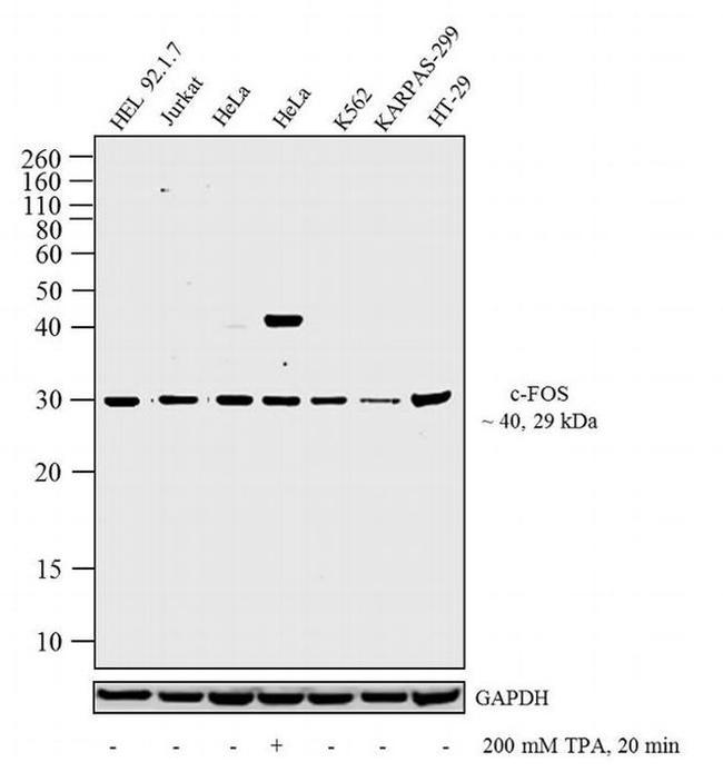 c-Fos Antibody in Western Blot (WB)