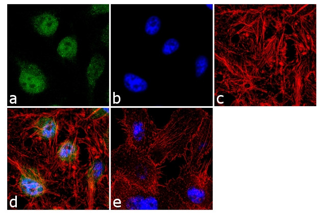 JunB Antibody in Immunocytochemistry (ICC/IF)