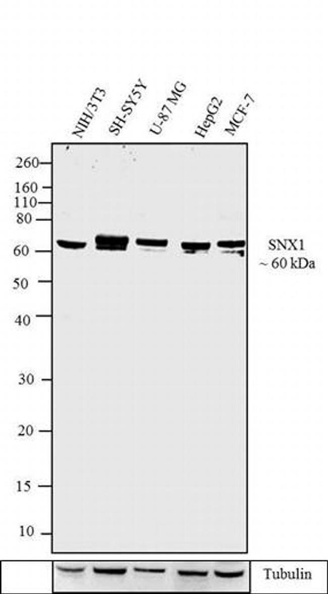 SNX1 Antibody in Western Blot (WB)